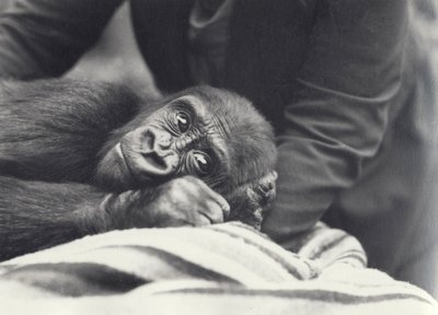 Young Gorilla 